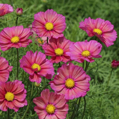 Picture of Cosmos - Xenia